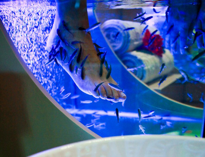 Fish_Therapy Fish_Therapy