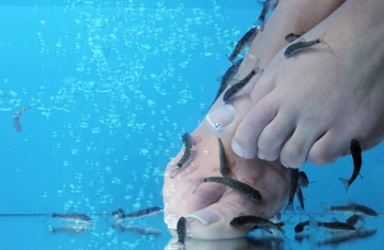 Fish Spa Fish Spa